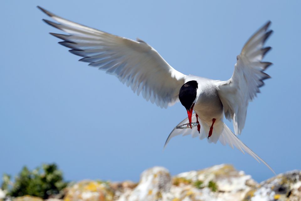 arctic-tern-feeding-on-farne-islands-martin-lawrence