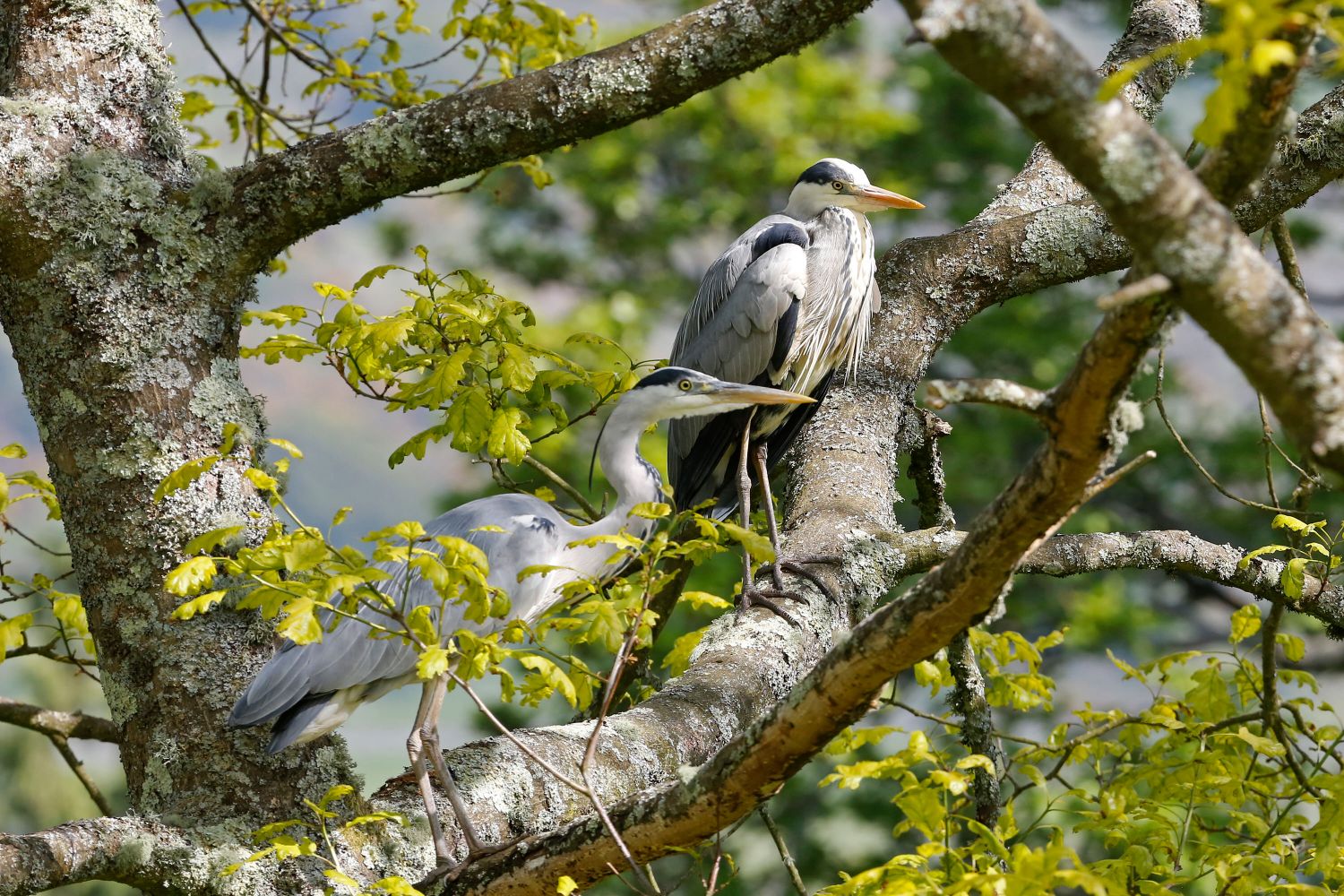Two Grey Herons sunning themselves in an oak tree