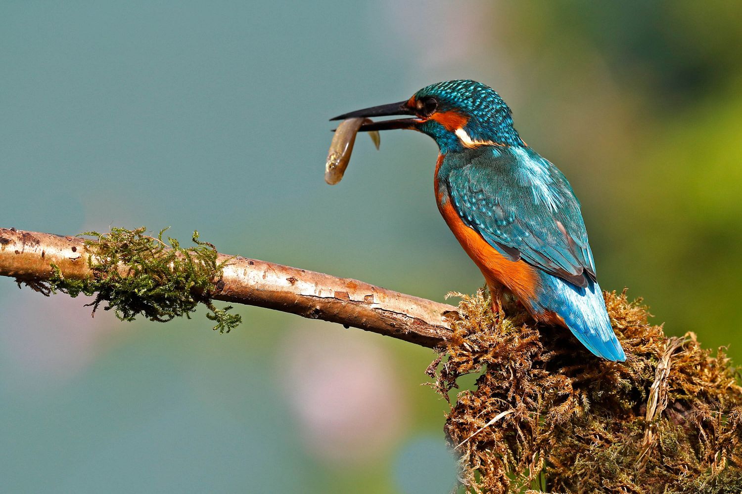 Kingfisher catching fish sitting on a perch with a fish in its mouth