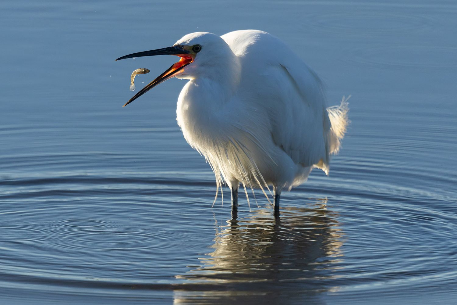 Little Egret by Martin Lawrence Photography