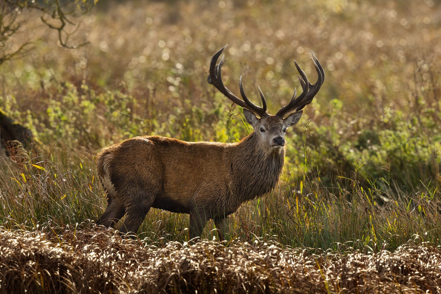 Red Deer Stag by Martin Lawrence Photography