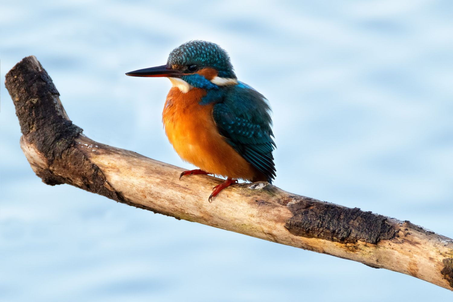 Kingfisher in early morning light by Martin Lawrence Photography