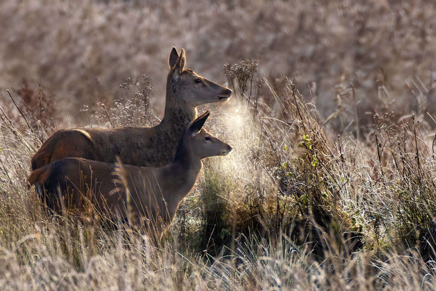 Two Red Deer out in the cold by Martin Lawrence Photography