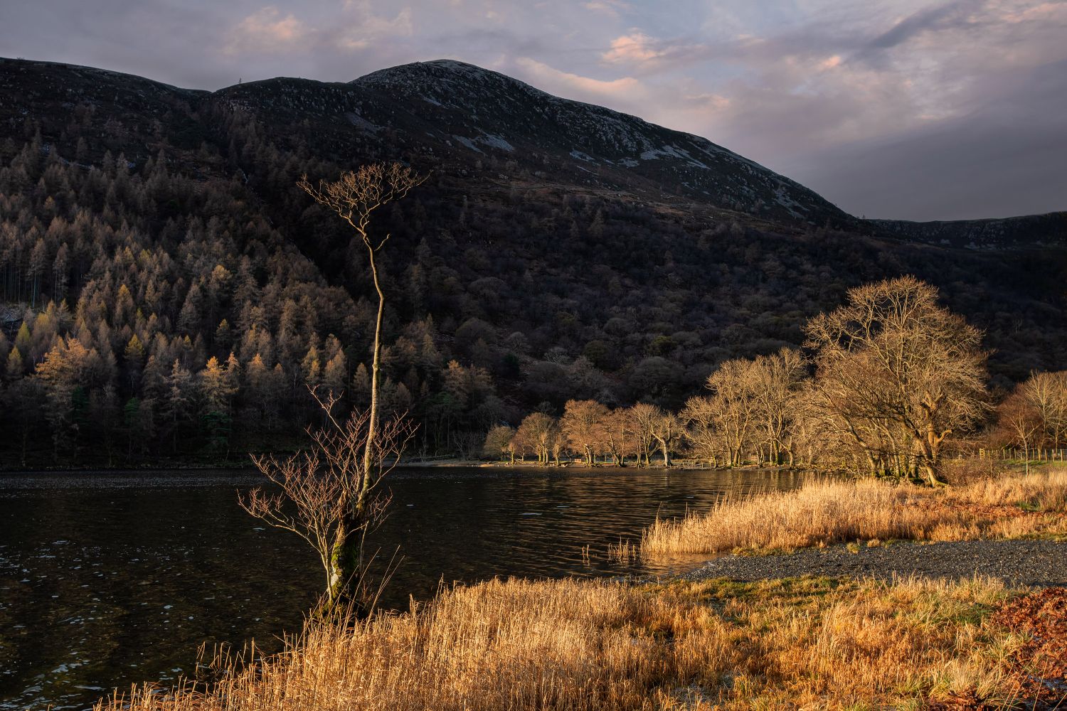 Dawn breaks on the Buttermere Trees by Martin Lawrence Photography