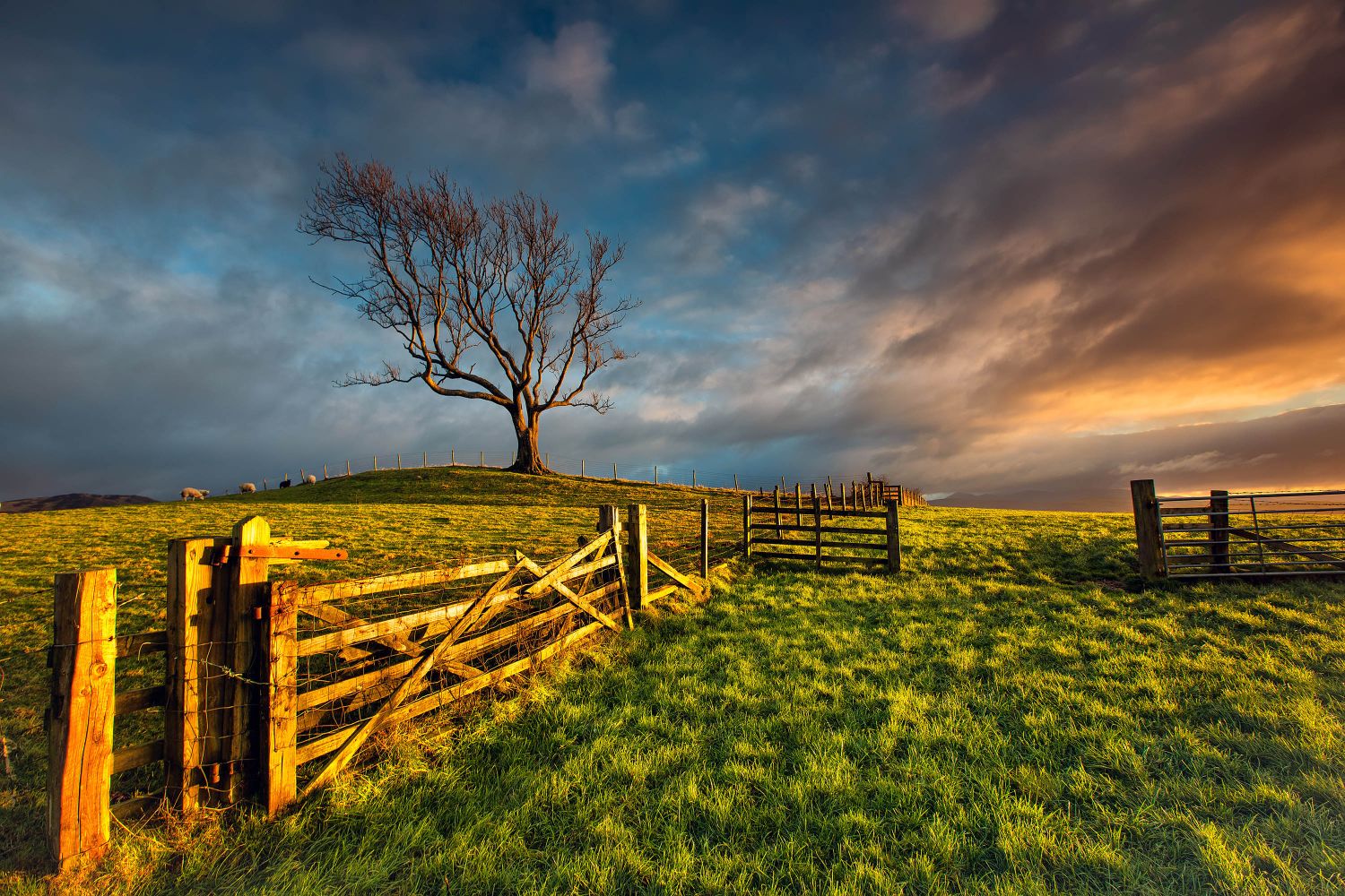 Through the gates to the Setrah Hill Tree at Bassenthwaite by Martin Lawrence Photography