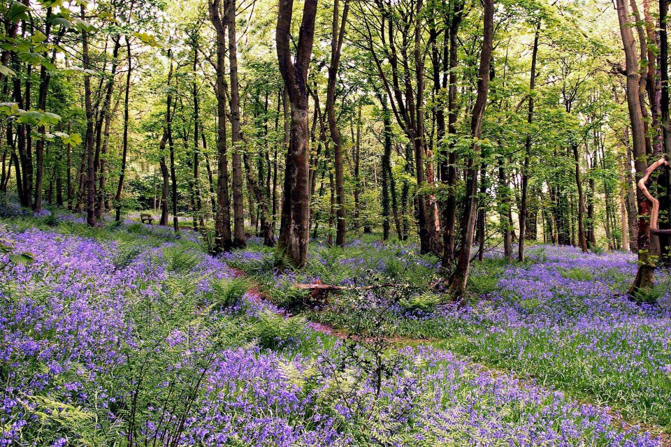 A carpet of bluebells at Calder Vale in Lancashire by Martin Lawrence