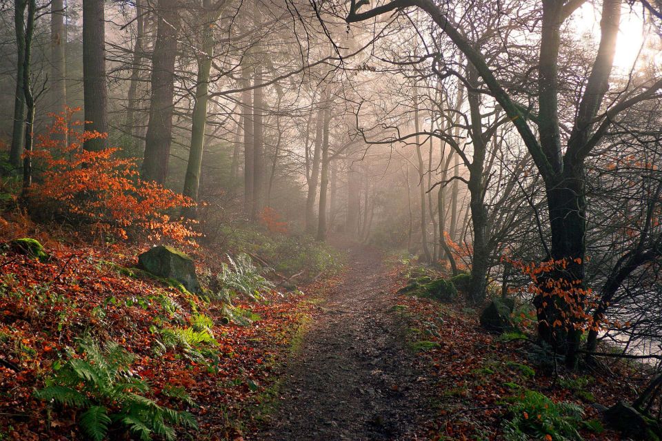 Footpath through Dodd Wood at Bassenthwaite - Martin Lawrence